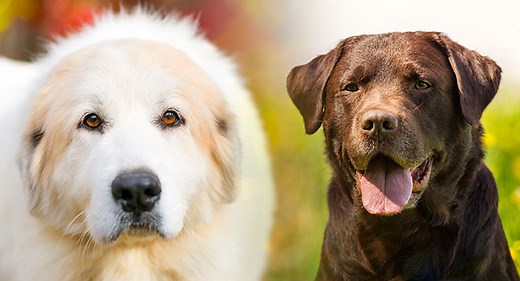 Pyrador Breed - Guide To Life With A Great Pyrenees Lab Mix
