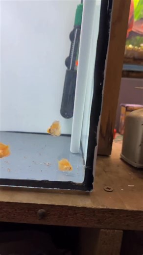 Join me on my daily siphoning and water change routine for my baby discus fish✨🧡 #discus #fish #fry #aquarium #breeding #tank | Joan's Discus