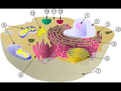 CELLULAR ORGANELLES, DEFINITIONS AND ROLES