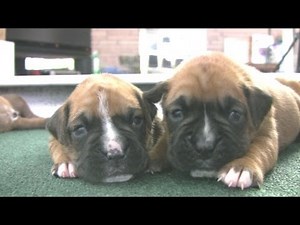 Boxer Puppies Start To Walk (in HD)