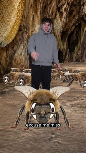 Western Honey Bee’s do a wiggle dance to communicate directions and distance 🐝 #fyp #animalfacts