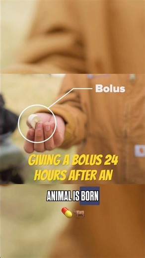 UC Davis Research: Can ONE Small Bolus Make CATTLE Production More Sustainable? 💊🐂
