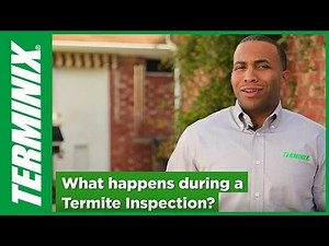 Termite Inspection Facts to Know from Terminix