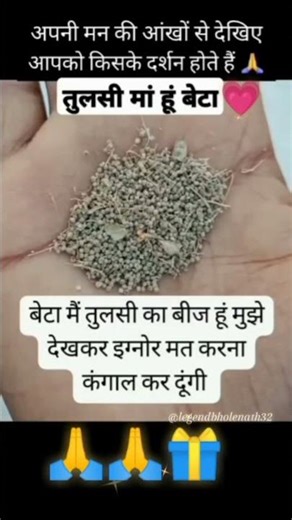 बेटा मैं तुलसी का बीज हूं अनदेखा न करें #tulsi #tularashi #tulsipuja#hindugod @legendbholenath32