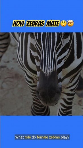 THE ENIGMATIC WORLD OF ZEBRA MATING: FASCINATING WILDLIFE LIFE😲🤯🦓🦓