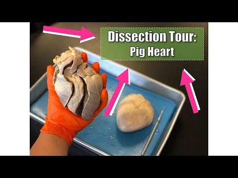 Heart Dissection