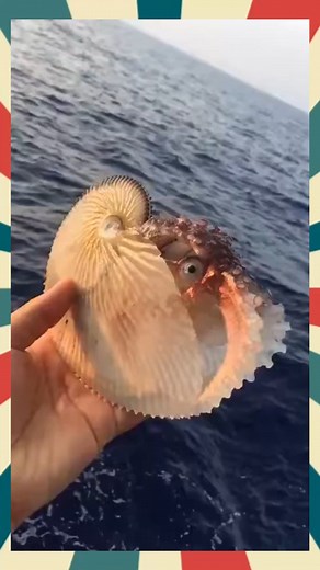 Paper nautilus via @tariqjamil3238 | T.T.P-Animals