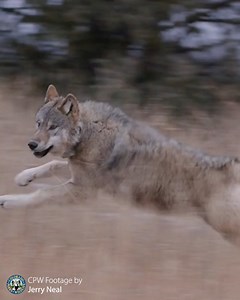 On Monday Dec. 18, we released five wolves in Grand County and since then, we have released five more in Summit and Grand counties. This brings our total released wolves in Colorado to 10 — four males and six females. These releases complete our agreement with the Oregon Department of Fish and Wildlife to provide up to 10 wolves to Colorado. We will continue working to source additional animals until up to 15 wolves have been reintroduced in Colorado by mid-March 2024. We plan to recover and mai