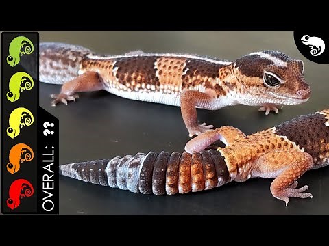 African Fat-tailed Gecko, The Best Pet Lizard?