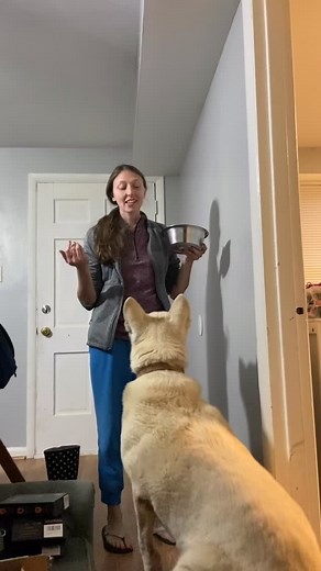 14 reactions | Winter a wolf hybrid doing so good with this challenge...