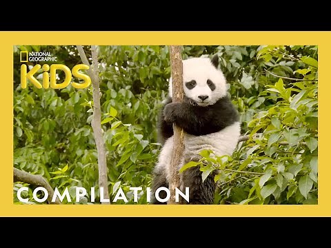 Learn About the 7 Continents! | Destination World | 20 Minutes | ‪@natgeokids‬ Compilation