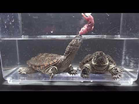 The Snapping Turtle Eats A Pink Rat / Warning Live Feeding