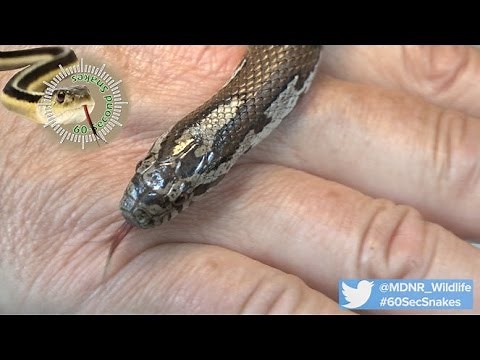 60-Second Snakes: The Eastern Milk Snake