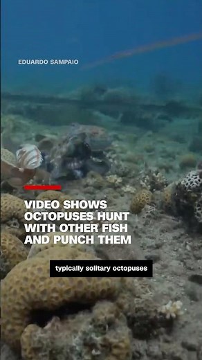 Video shows octopus hunt with other fish and punch them