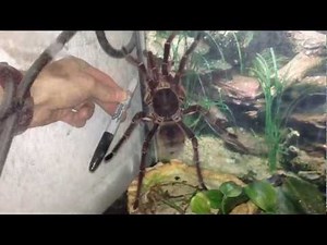 Rare footage of Goliath Bird Eater Tarantula