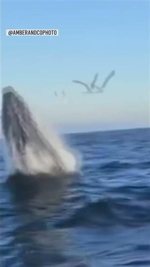 Whale breaches off Newport Beach coast