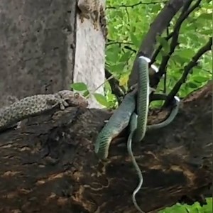 12M views · 4.6K shares | Male tokay geckos are known to be highly...