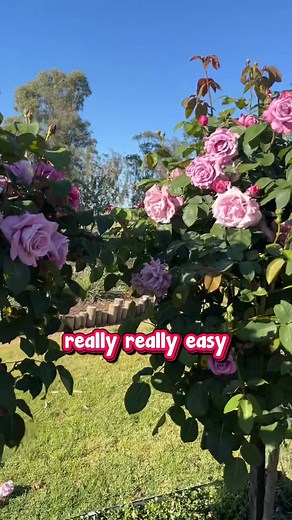 6.1K views · 48 reactions | Stop scrolling & sniff this legend —...