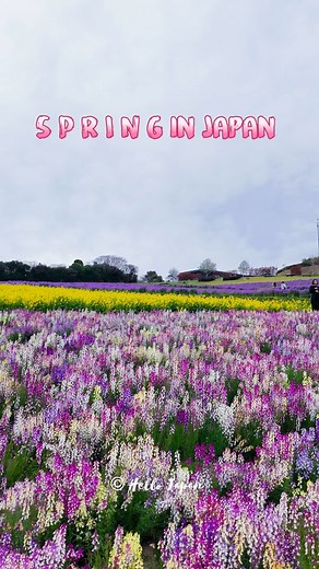 3.4K views · 280 reactions | Spring in Japan is so colorful  #japan #spring #hyogo #kobe #island #flower | Hello Japan | Facebook