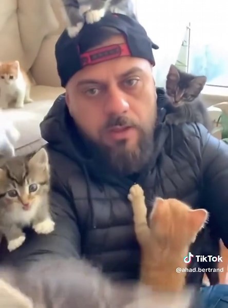 When you have a multi-cat family #cat #kitten #cats #funnyvideos #fyp | cat
