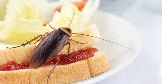 Cockroach Infestation: How to Tell If You Have One (and How To Fix It!)