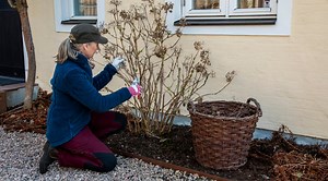 Beskär hortensia – guide för att lyckas