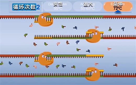 PCR实验原理