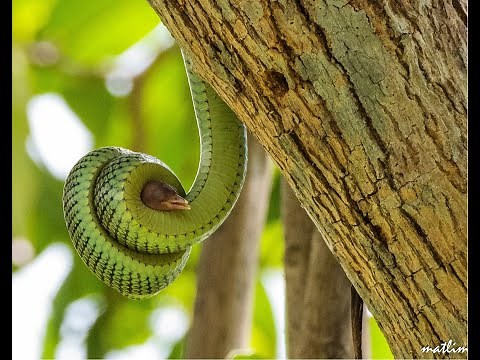 Snake swallows bird