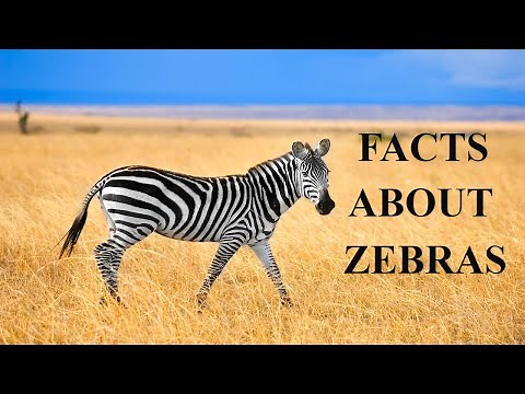 23 Thrilling Facts About Zebras(fascinating facts about zebra)