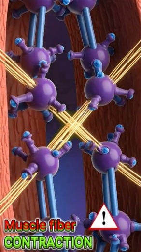 : The Power Behind Movement”“Inside a Muscle Fiber 💪” shorts video.