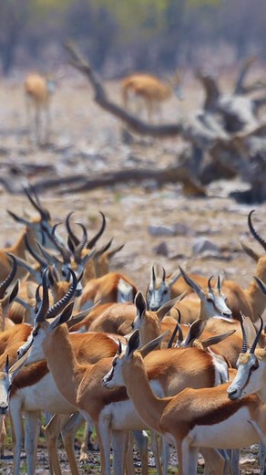 15K views · 614 reactions | The springbok is the most abundant antelope in Namibia, with large populations found in protected areas like Etosha National Park as well as on commercial farmlands. Their resilience and adaptability have allowed them to thrive in the harsh heart of the country.#springboks #namibia #travelphotography #Wildlife | Madbookings - Travel Experts in Africa & Asia | Facebook