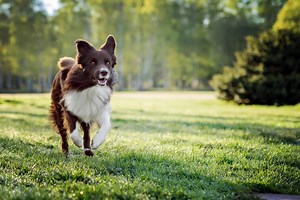 The Best Running Dogs For Your Next Jog Outdoors