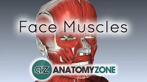 Muscles of Facial Expression - 3D Models, Video Tutorials & Notes | AnatomyZone