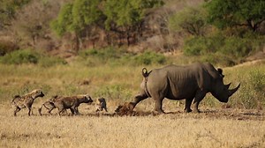 145K views · 115 reactions | This hilarious video shows a majestic white rhino pooping to get rid of some unwanted visitors!  | Storytrender | Facebook