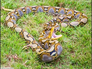 Can a Reticulated Python Eat a Human..? The Truth Revealed.