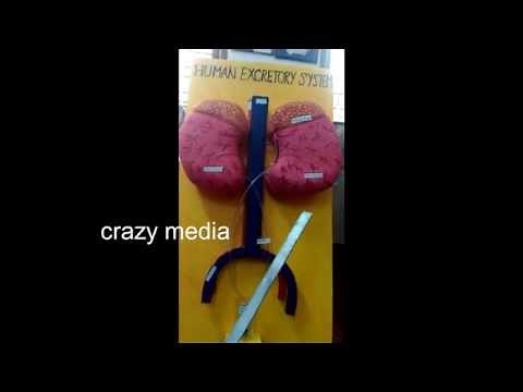 working model of kidney | Human excretory system