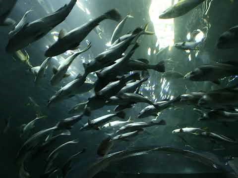 Thinking Inside The Box: Container Fish Farms | Fish Farming In A Shipping Container