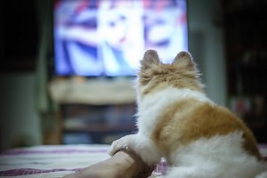 Dogs prefer certain TV shows depending on their personality type, researchers find
