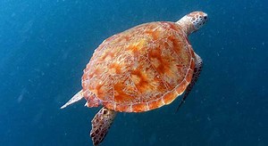 Turtles Without Shells, do They Exist? (With Pictures and Video) | Turtle Owner