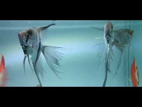 Mesmerizing Aquarium Tour | Colorful Discus & Angelfish in Crystal Clear Water
