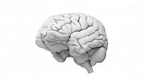 11K views · 251 reactions | Want to play our memory game? Johns Hopkins University cognitive psychologists are the first to link our long-term visual memory with how things move. Take our little test in this video. | Johns Hopkins University | Facebook