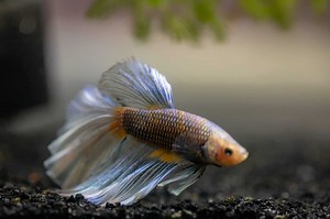 Best Betta Fish Food: Full Guide To Selecting & Feeding