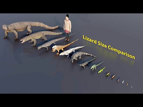 Big Lizard size comparison | 3D Animation #animation #animals