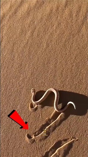 Snakes Move Without Slithering #shorts #SnakeFacts #WeirdNature #WildlifeSecrets #AnimalScience