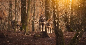 The evolution of dogs and a species appropriate diet - Guides | Big Dog Pet Foods