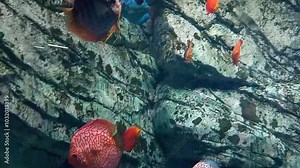 Discus (Symphysodon) fish swimming underwater in an aquarium