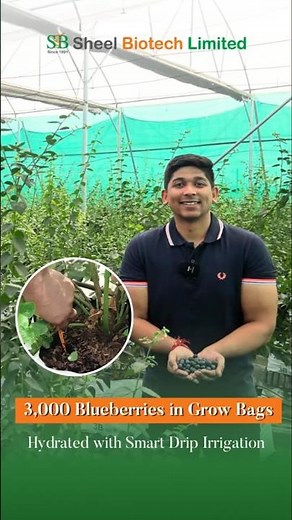 How to Grow Healthy Blueberries Using Drip Irrigation | Sheel Biotech