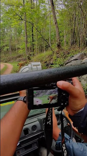 Last sighting of Bajirao in the wild #wildlife #tiger #theterritoryindia