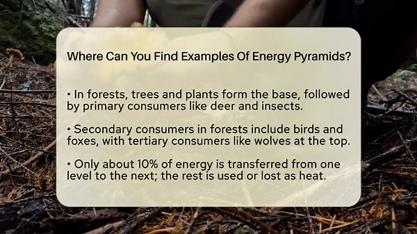 Where Can You Find Examples Of Energy Pyramids? - Ecosystem Essentials