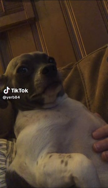 yerb (@yerb84)’s video of cute baby